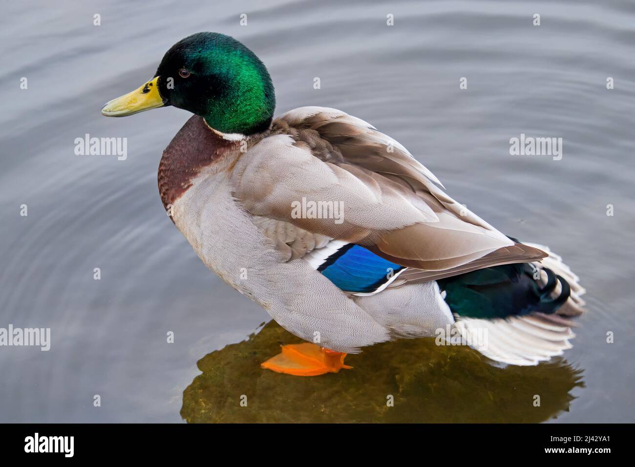Un pato exótico parado en aguas poco profundas en un lago del parque Foto de stock