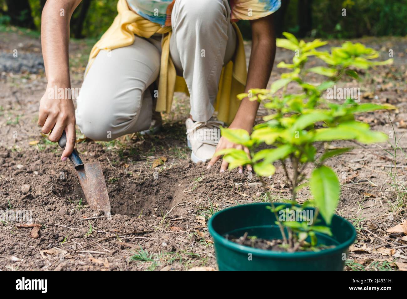 una joven morena irreconocible agachada en una granja cavando un agujero con una pala manual para plantar un árbol, transplantando un lirio paraguayo trabajando para Foto de stock