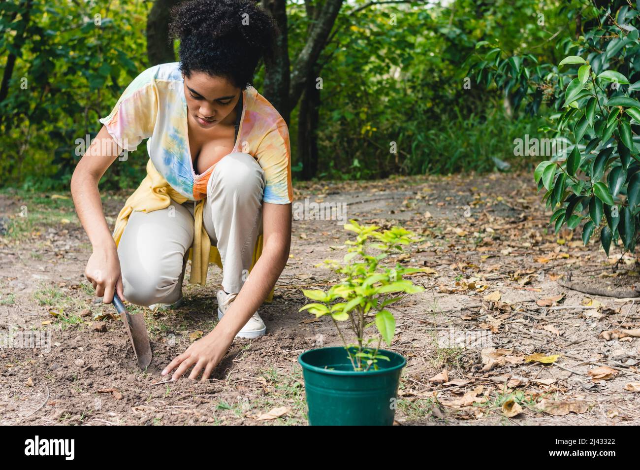 mujer negra joven con afro agachando el suelo trabajando con una pala de mano en el campo para trasplantar un lirio paraguayo, concepto de conservación con Foto de stock