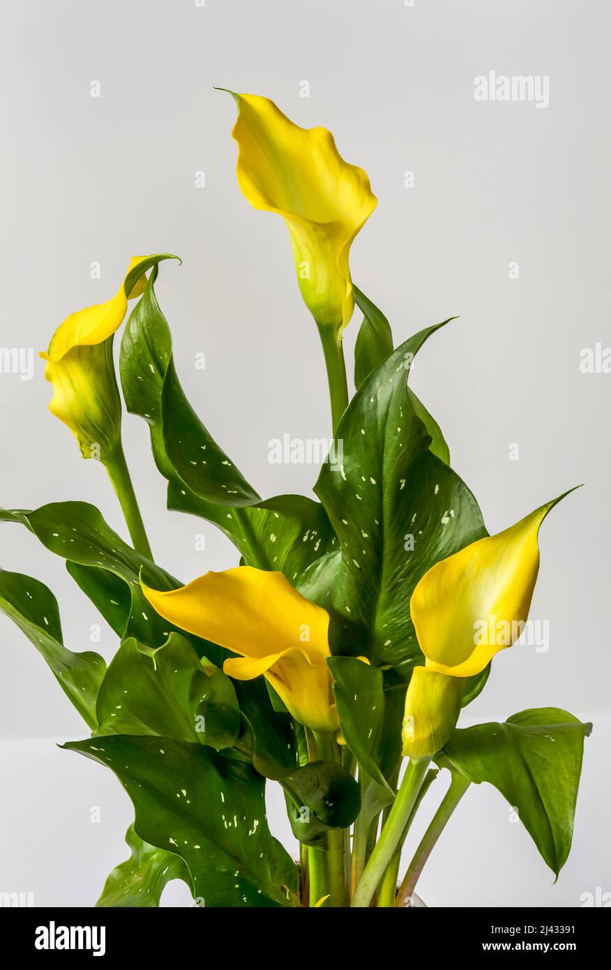 Speckled yellow flower and leaves fotografías e imágenes de alta resolución  - Alamy