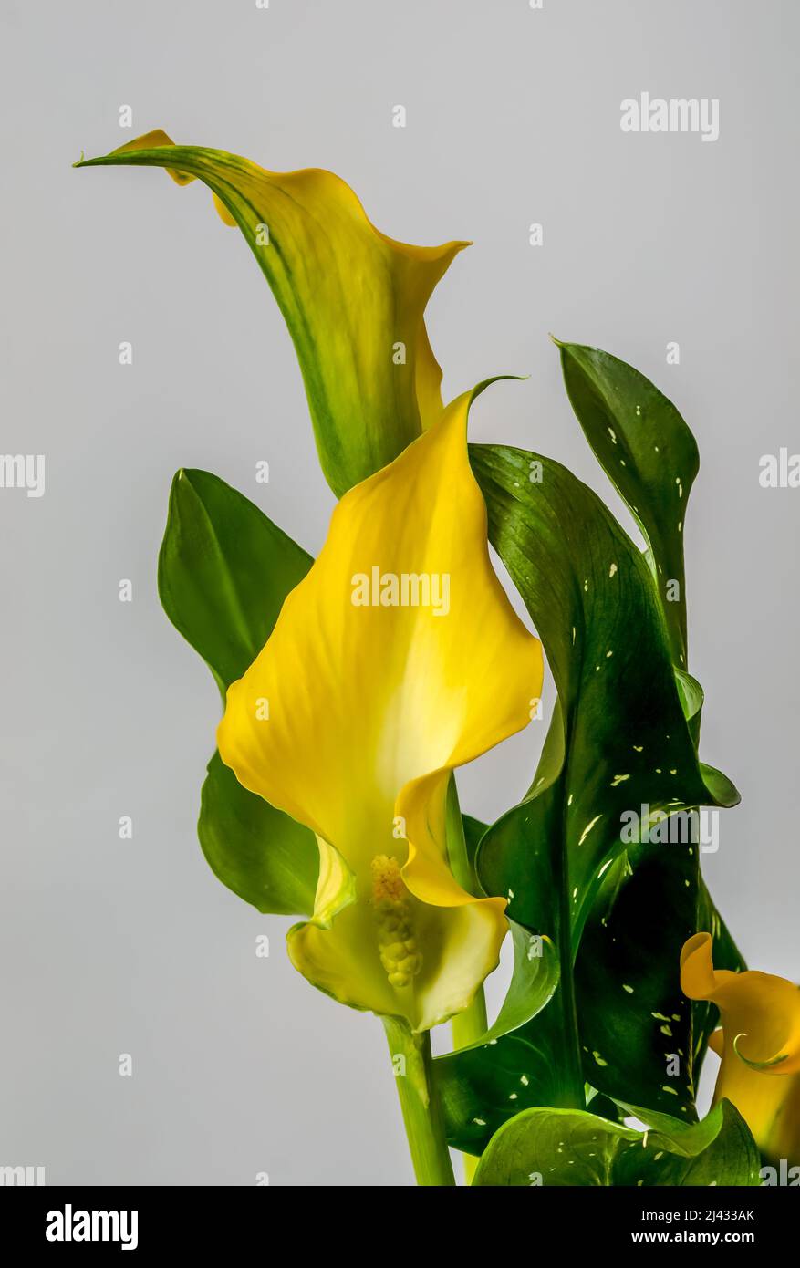 calla, zantedeschia, flor amarilla decorativa sobre fondo blanco, puntos  blancos motados en las hojas, macro Fotografía de stock - Alamy
