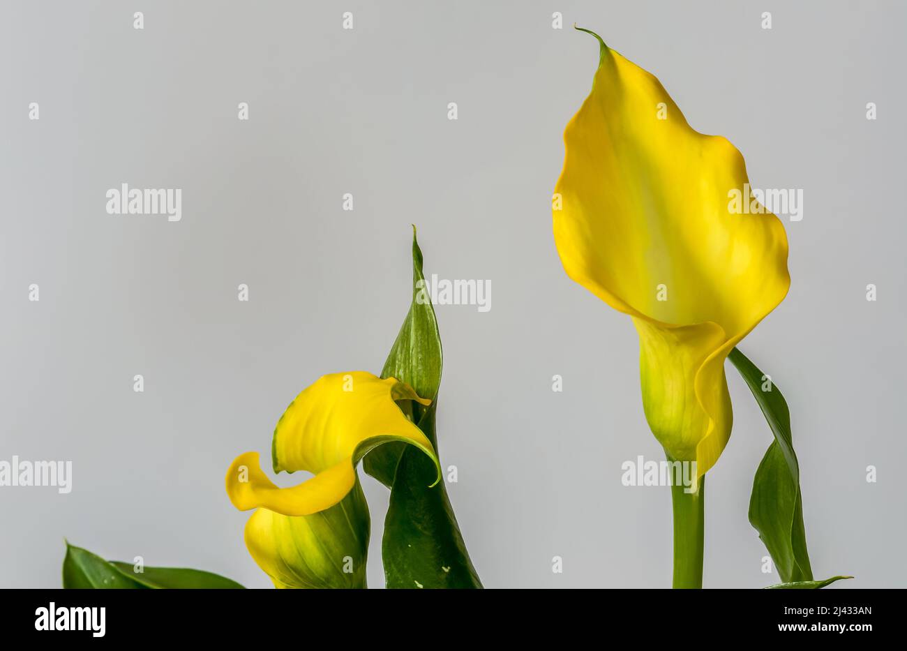calla, zantedeschia, flor amarilla decorativa sobre fondo blanco, puntos  blancos motados en las hojas, macro Fotografía de stock - Alamy
