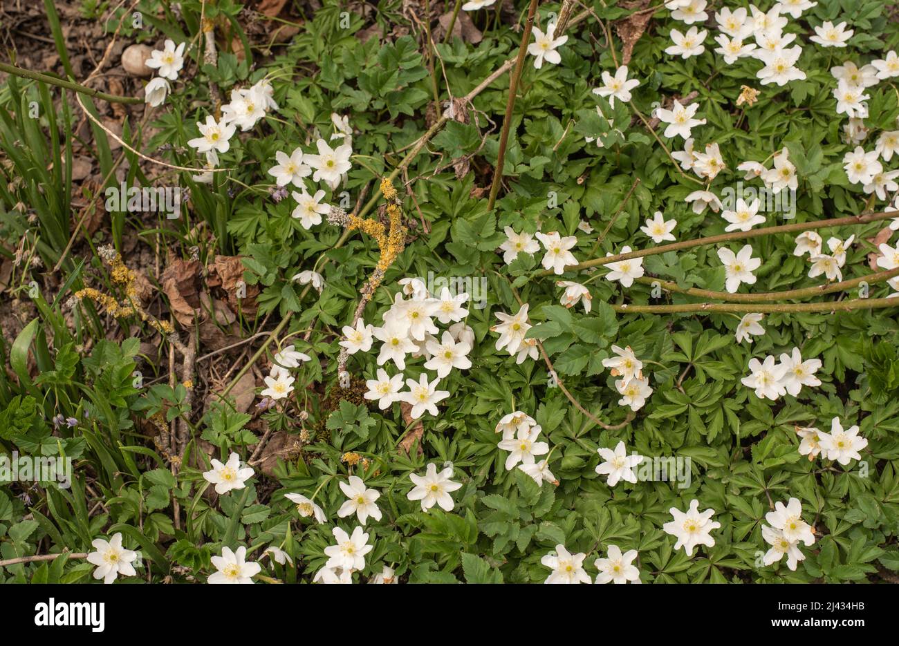 primer plano de un grupo de anémonas de madera de flor blanca en el suelo del bosque Foto de stock