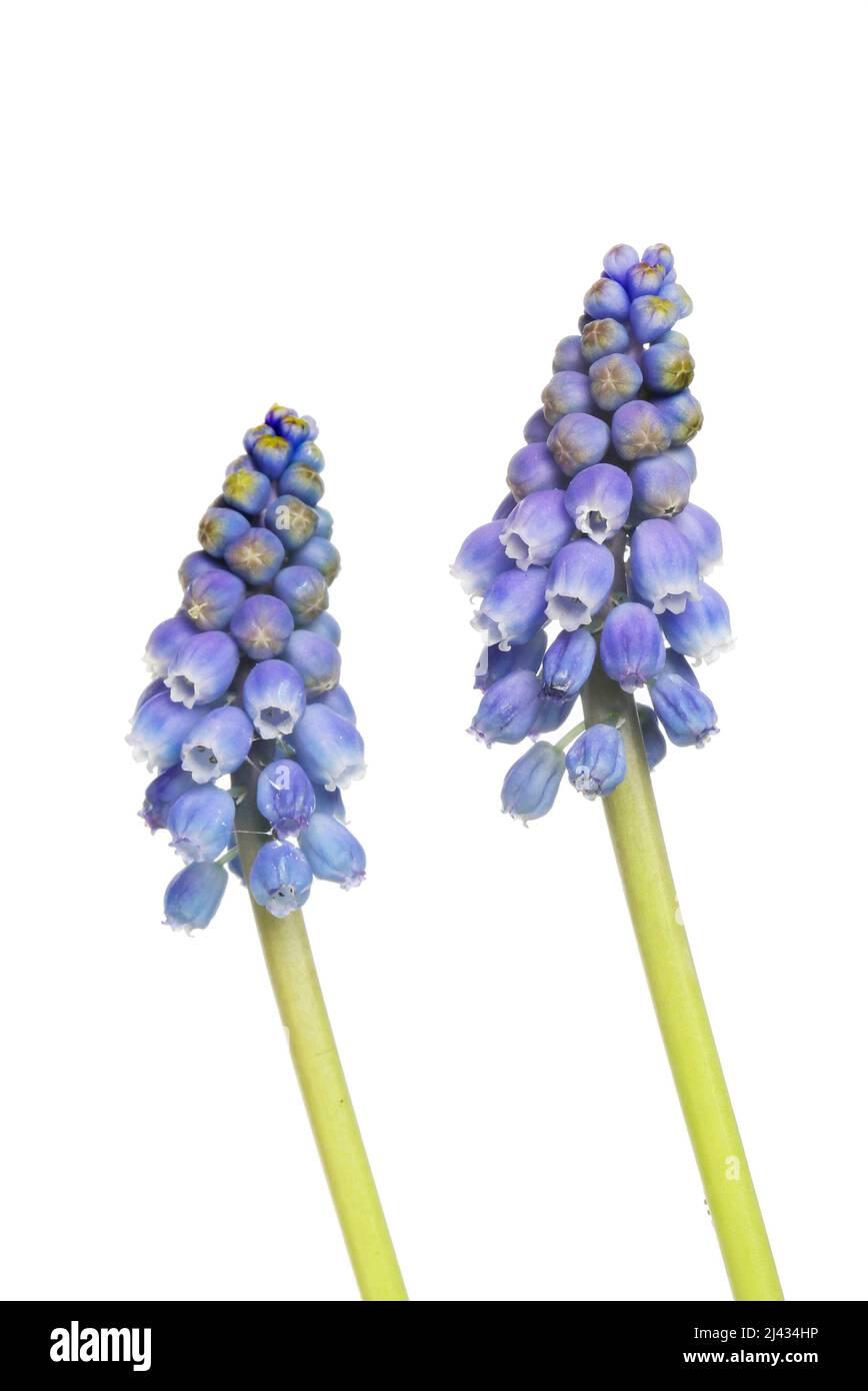 Dos picos de flores de jacinto de uva aislados contra blanco Foto de stock