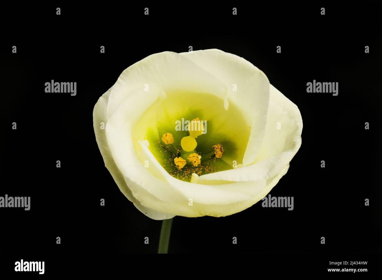 Flor única de lisianthus aislada contra el negro Foto de stock