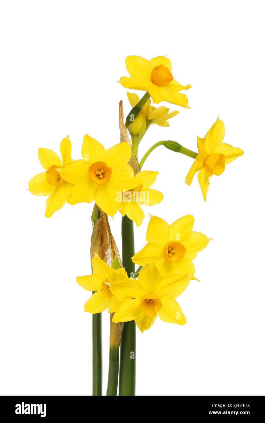 Las flores del Grand soliel d'Or narciso aisladas contra el blanco Foto de stock