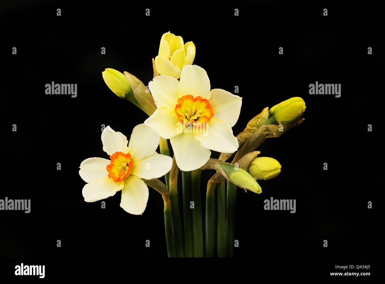 Faffodil ojo del faisán, narciso poeticus, flores y brotes aislados contra el negro Foto de stock