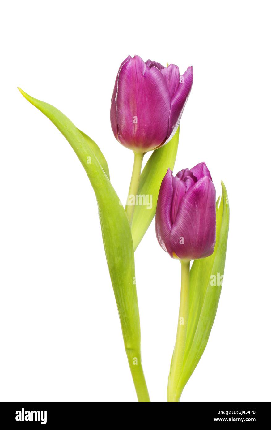 Dos flores de tulipán púrpura y follaje aislado contra el blanco Foto de stock