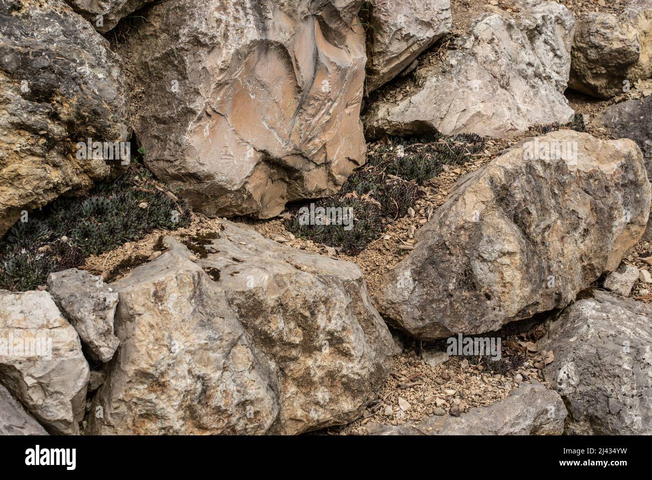 detalle de un jardín de rocas con suculentos creciendo en grandes rocas de piedra caliza Foto de stock