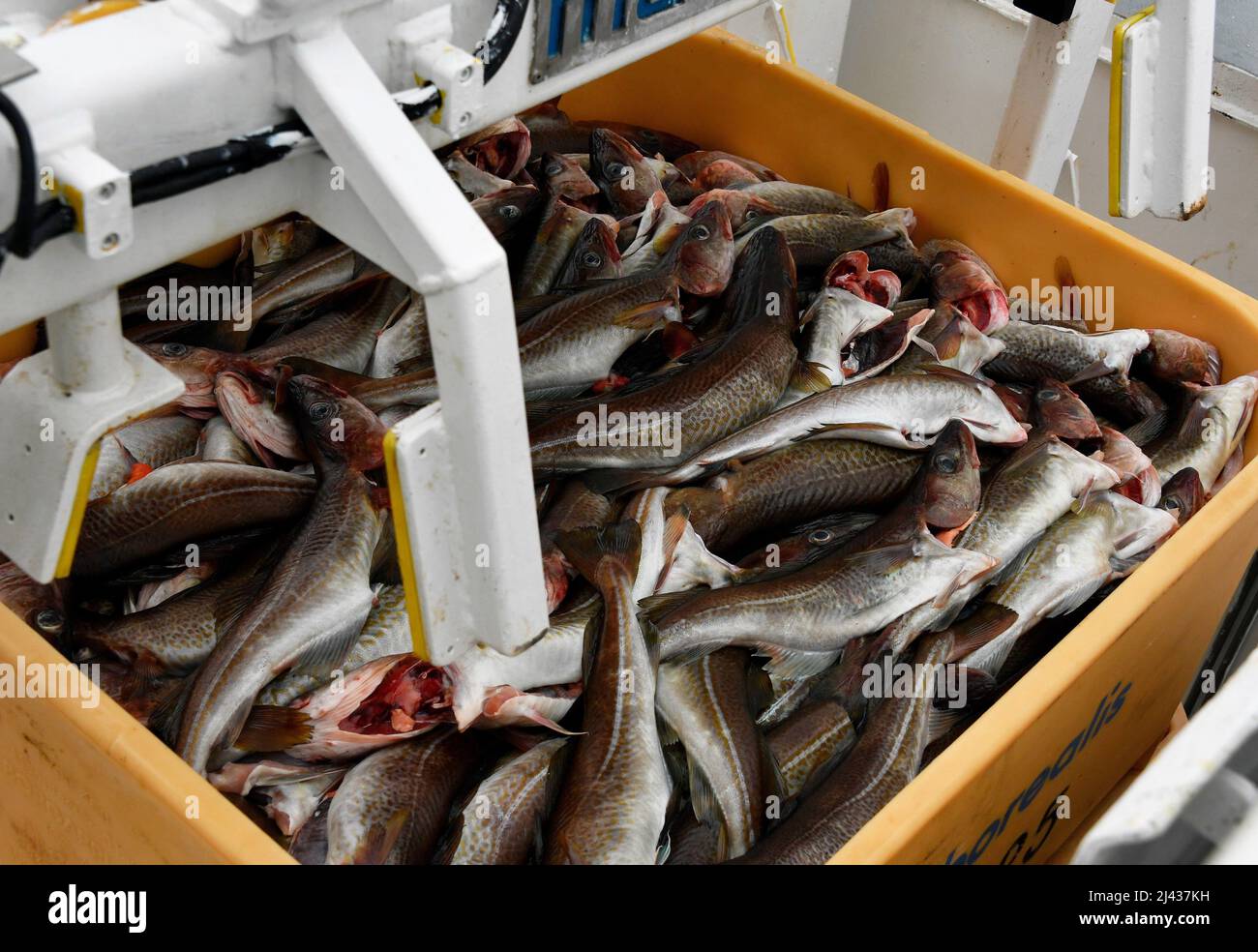 Gira de prensa a las empresas de la explotación pesquera 'Norebo'. Pescado  procesado en cajas de plástico durante la recarga desde un buque pesquero  hasta el muelle de la planta procesadora de