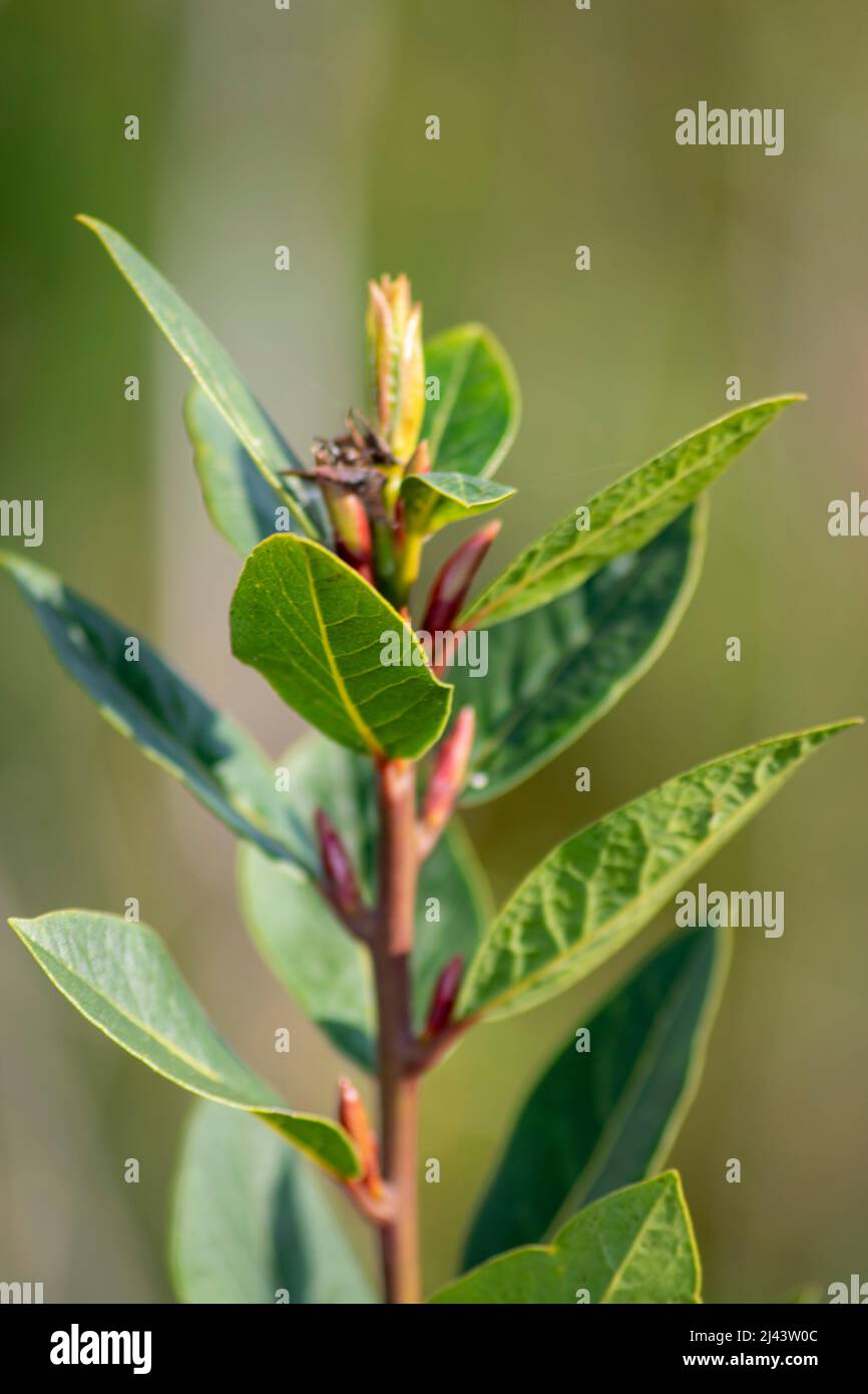 Hojas de Laurel Tree usadas en la cocina para sazonar diferentes tipos