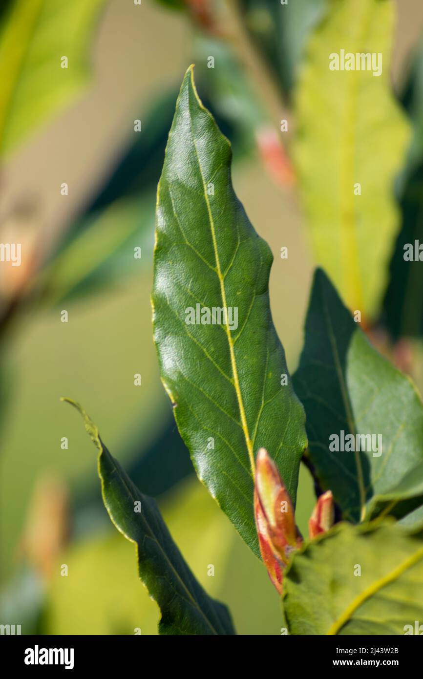 Hojas de Laurel Tree usadas en la cocina para sazonar diferentes tipos