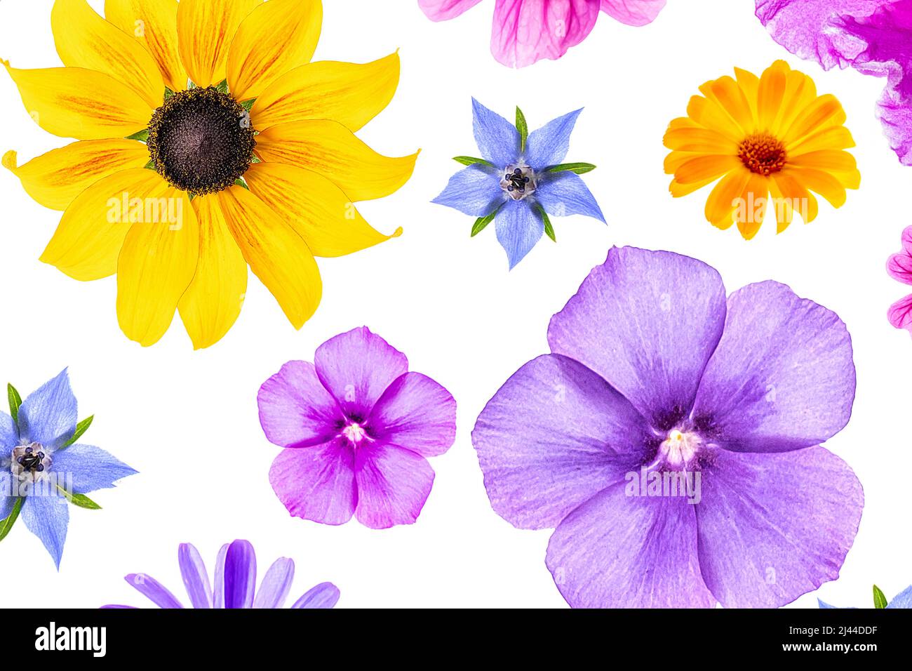 Patrón brillante de flores coloridas sobre un fondo blanco, como fondo o  textura. Fondo de pantalla floral de primavera y verano para tu diseño.  Vista superior Lay plano Fotografía de stock -