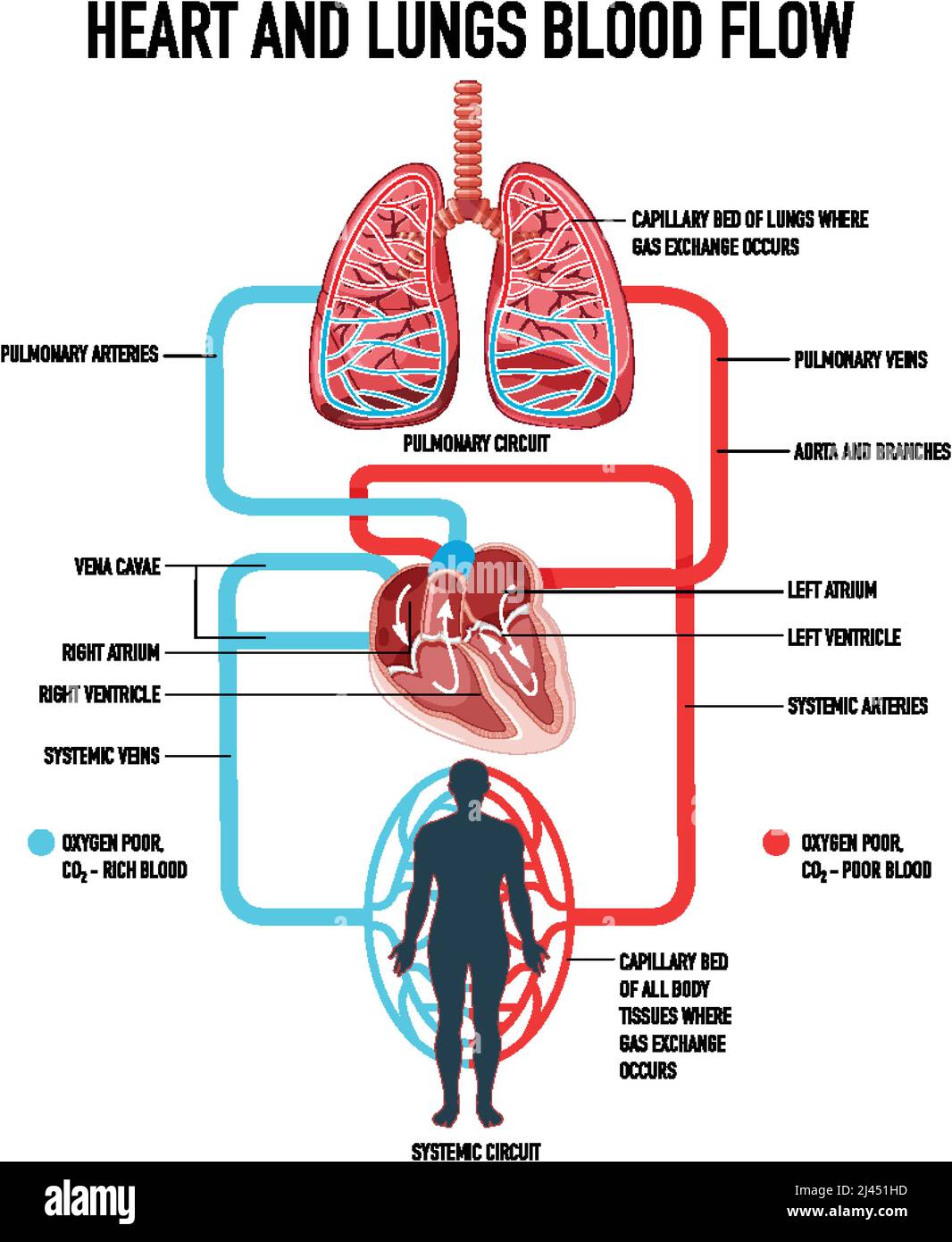 Diagrama que muestra la ilustración del flujo sanguíneo del corazón y