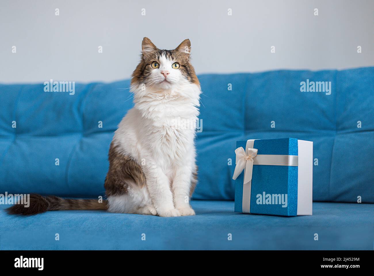 gato mongrel con cajas de regalos en un sofá azul poses para la cámara. Foto de stock