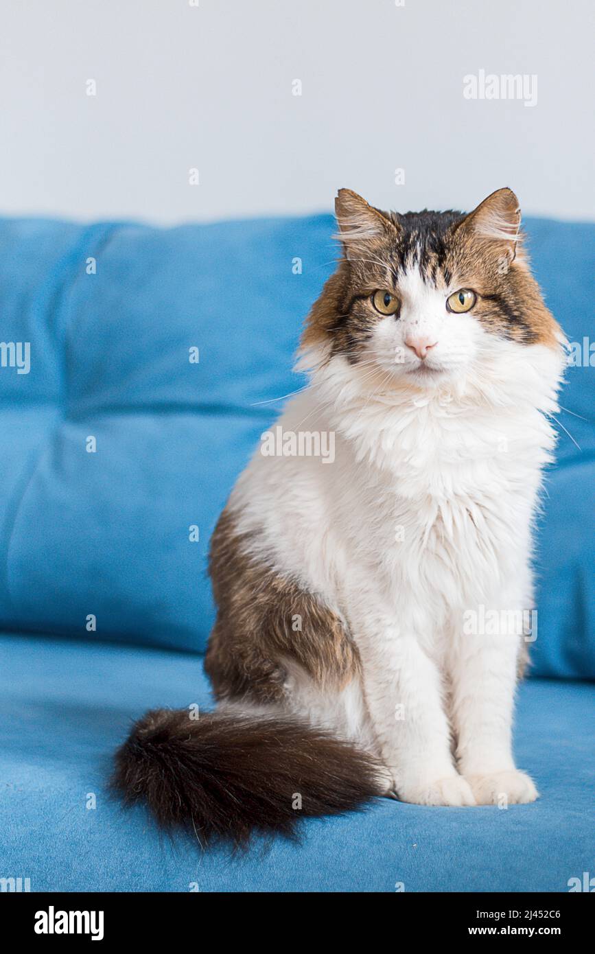 gato mongrel en un sofá azul poses para la cámara. Foto de stock