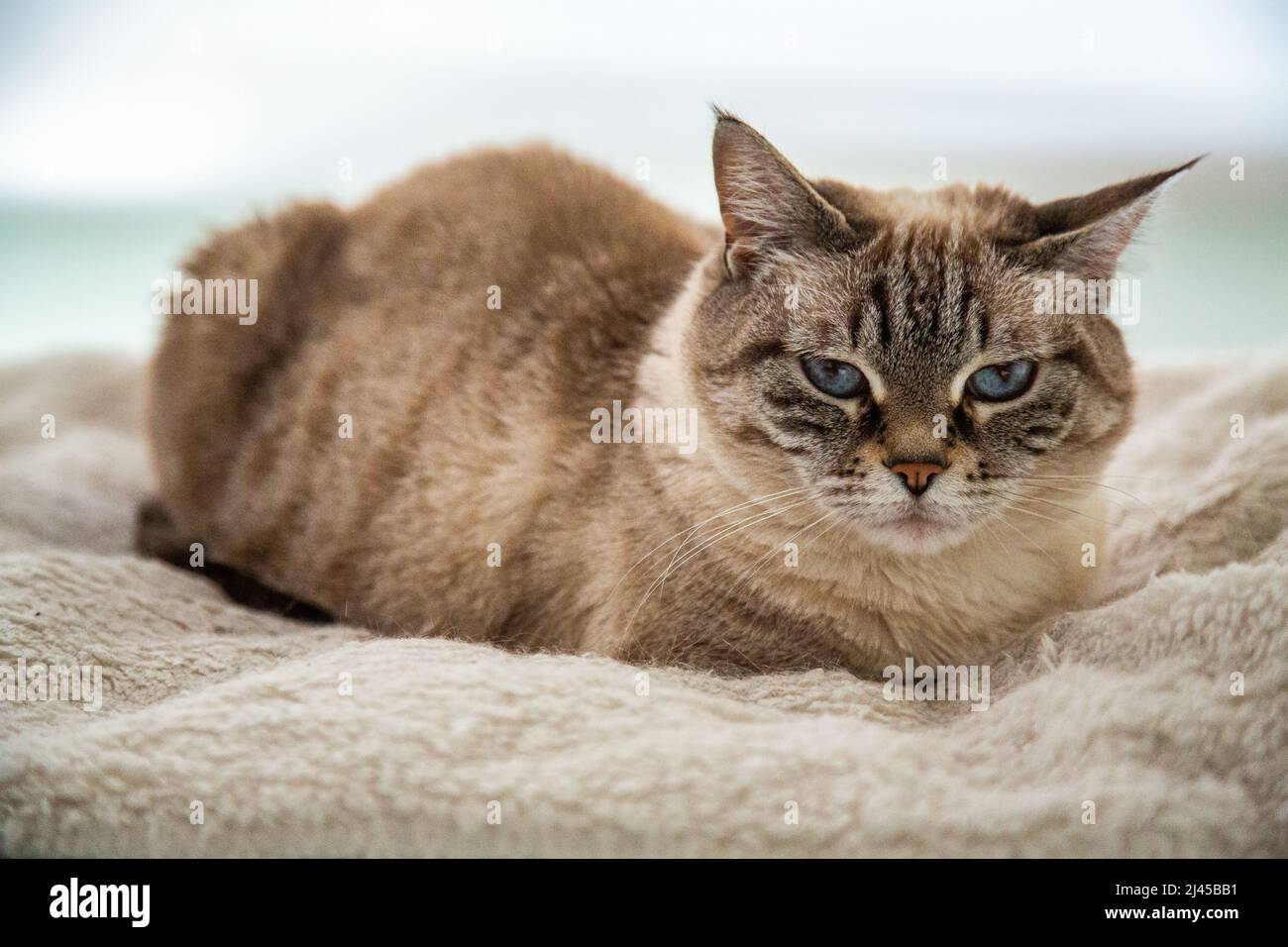 retrato de una mascota, gato tailandés con ojos azules.Thai-Siamese gato curled para arriba en su manta favorita. Foto de stock