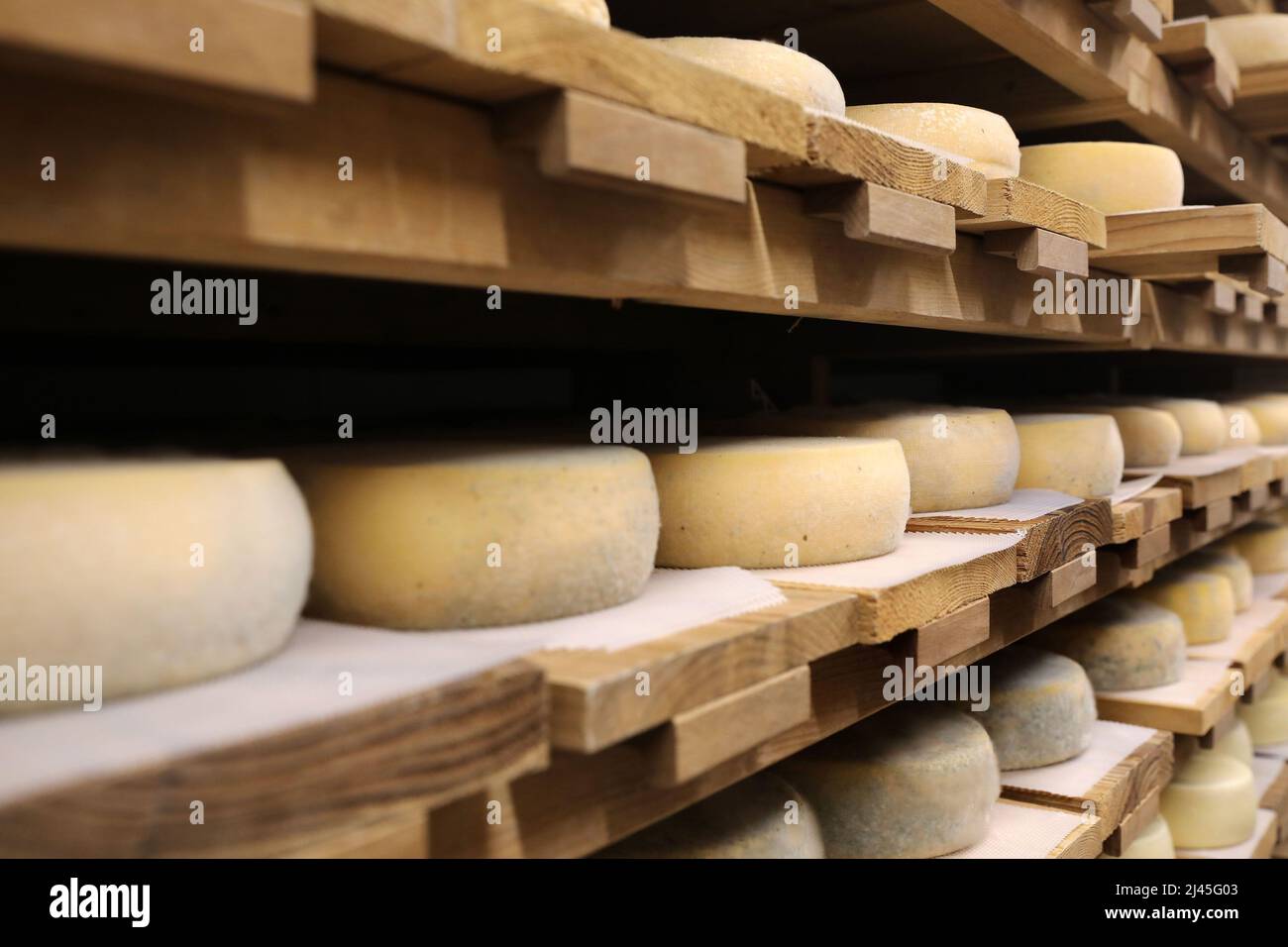 Tomme queso de montaña, leche de vaca queso, madurando Foto de stock