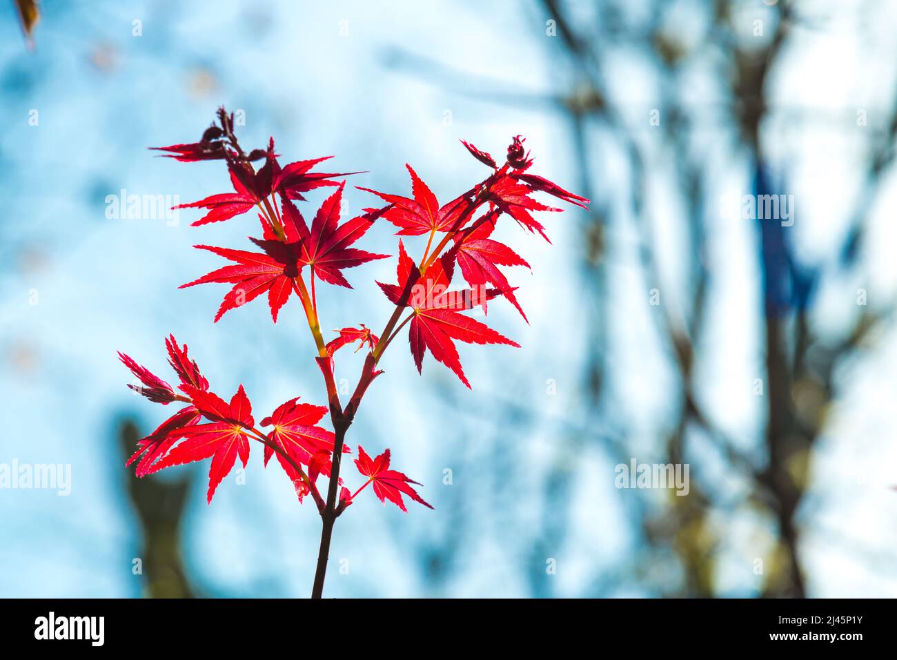 Acer palmatum «Nomura». Primavera, hojas de arce rojo Foto de stock