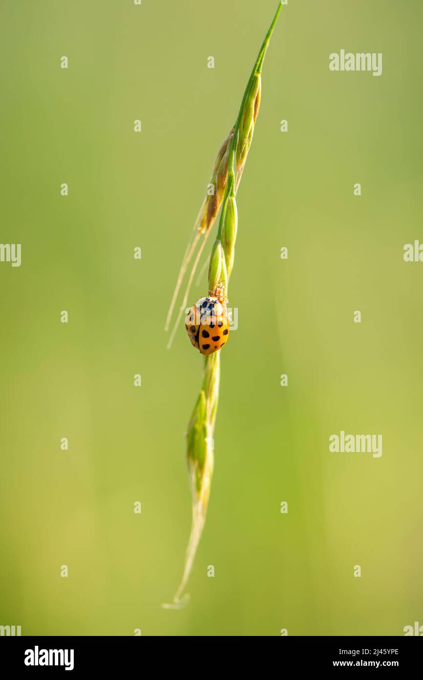 Multicolor Asian Lady Beetle - Harmonia axyridis, hermosa pequeña dama color escarabajo de los prados y praderas de Euroasia, República Checa. Foto de stock
