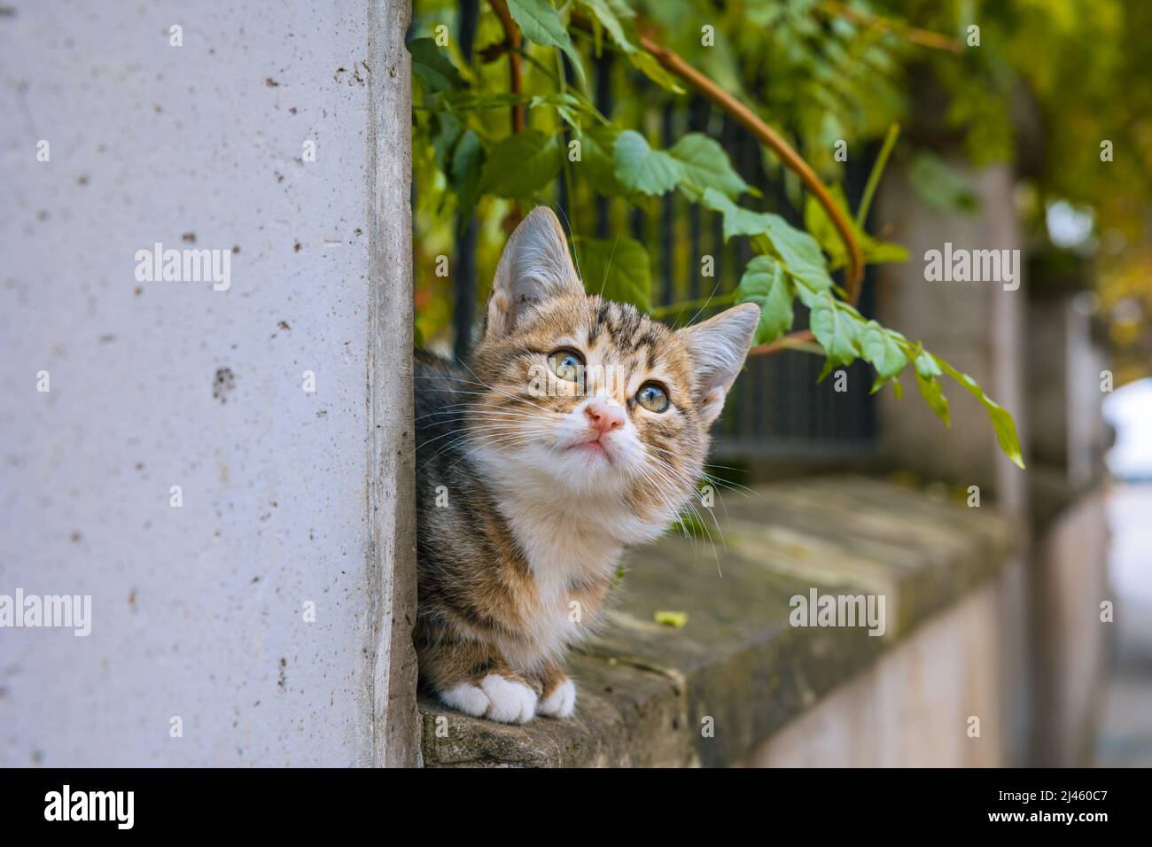 Jogo do gato preto foto de stock. Imagem de fundo, saltar - 18338146