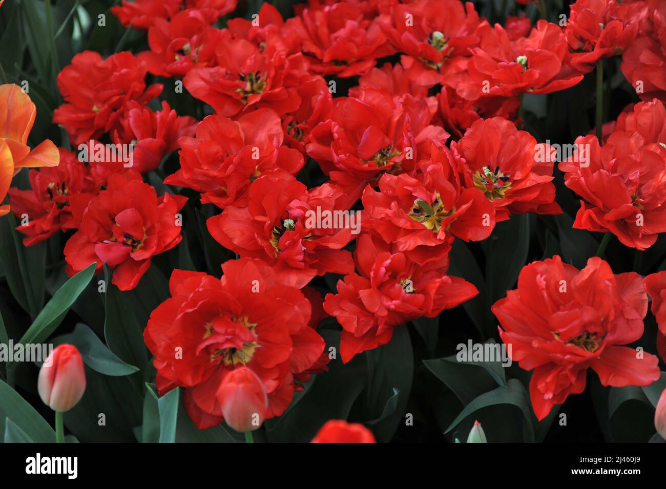 Tulipanes de flor de peonías rojas (Tulipa) Doble Torsión florecen en un jardín en marzo Foto de stock