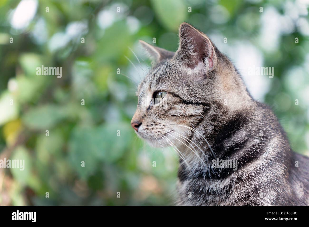 Perfil de cara de gato fotografías e imágenes de alta resolución - Alamy