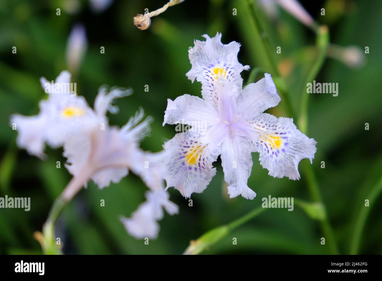 Lila Iris Japonica, flor de mariposa, en flor Fotografía de stock - Alamy Lila Iris Japonica, flor de mariposa, en flor Fotografía de stock - Alamy