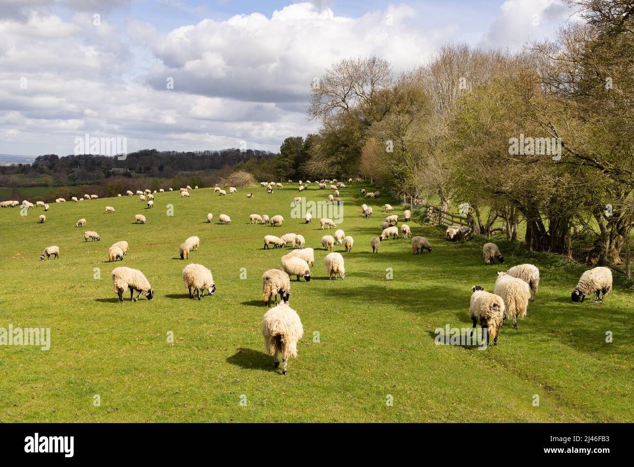 Sheep UK; Flock de ovejas en campo, pastoreo en primavera; granja de ovejas en el campo de Cotswolds cerca de Broadway, Worcestershire UK Foto de stock