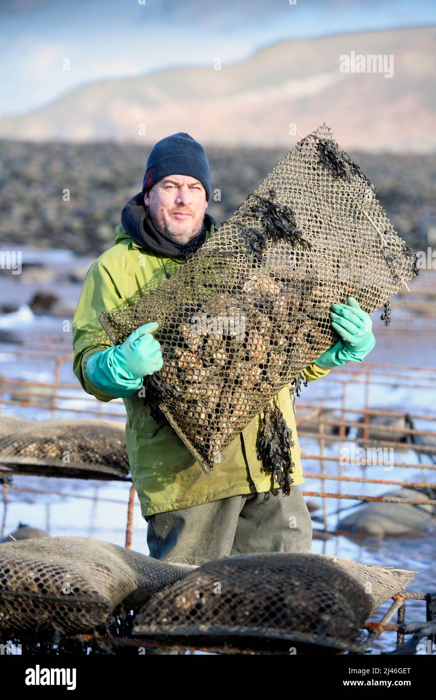 Un granjero de ostras transporta su stock a los relés de mareas donde madurarán en Porlock Bay, Somerset, Reino Unido. Foto de stock