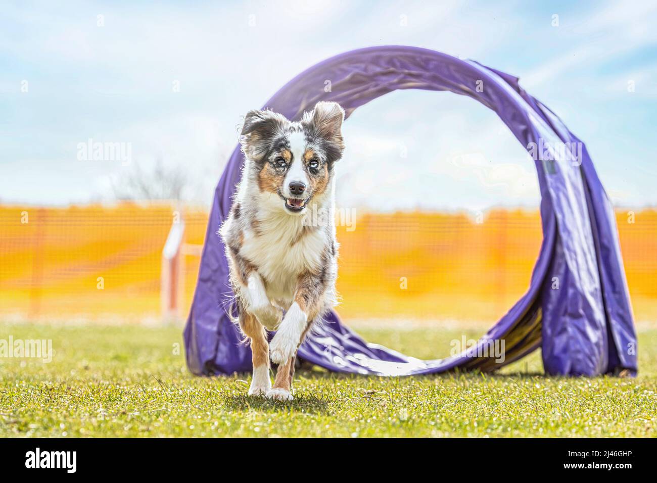 Entrenamiento de Agility: Retrato de un perro pastor australiano en  miniatura que domina diferentes obstáculos en un campo de entrenamiento de  perros al aire libre Fotografía de stock - Alamy