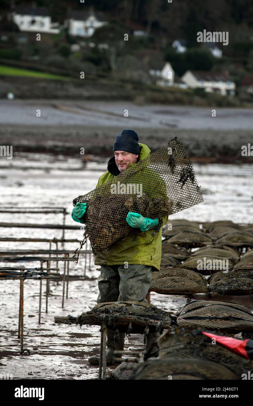 Un granjero de ostras atando su stock de bolsas de ostras a las caballetes en los relés de mareas donde madurarán en Porlock Bay, Somerset, Reino Unido. Foto de stock
