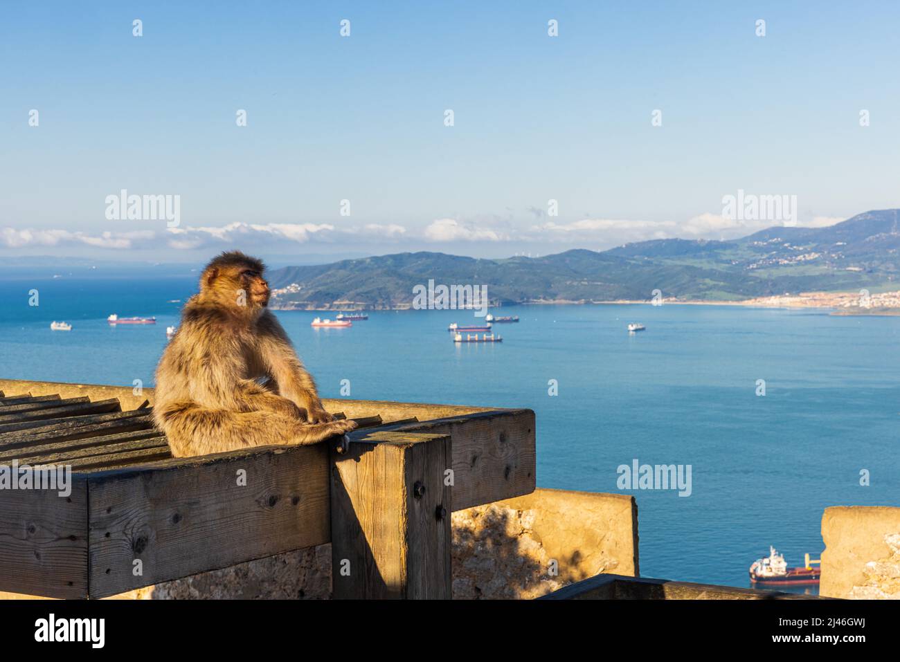 Joven Barbery Ape sentado en una construcción de madera en el Peñón de Gibraltar contra un paisaje marino vívido Foto de stock