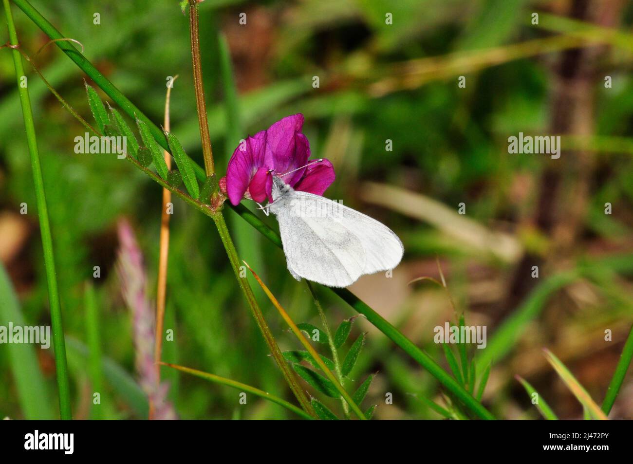 Mariposa Blanca de madera, ' Leptidea sinapis' raro.encontrado en paseos por el bosque y matorrales. Vuela mayo y junio.Meeth.Devon .UK. Foto de stock