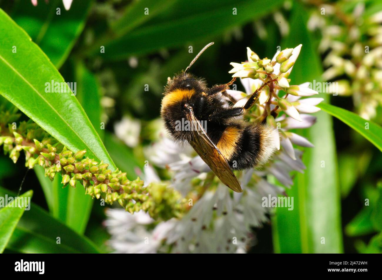 Jardín Bumblebee (Bombus hortorum) macho adulto alimentándose en una flor en un jardín de Somerset a principios del verano. Foto de stock