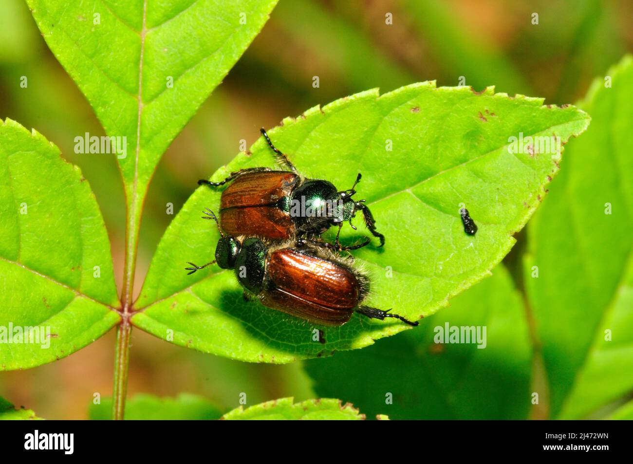 Escarabajos del chafer del jardín (Phyllopertha horticola).Encontrado en la pastura del downland en el gran cheverell, Wiltshire Foto de stock
