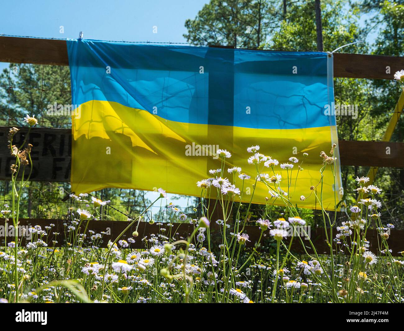 Bandera ucraniana en una zona rural del centro norte de Florida en solidaridad y unión con el pueblo de Ucrania. Foto de stock