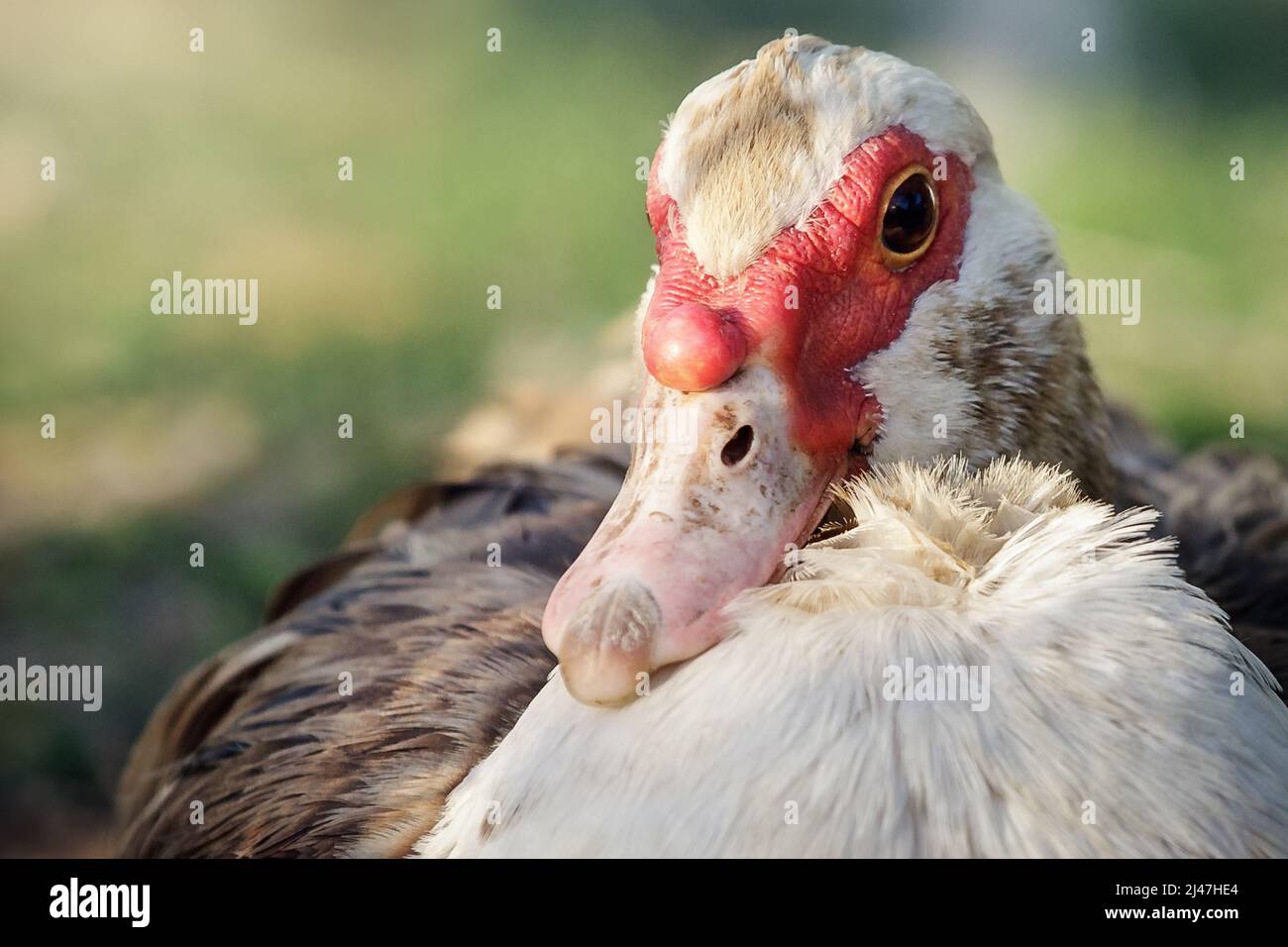 Primer plano retrato de pato macho muscovy marrón-blanco. Foto de stock