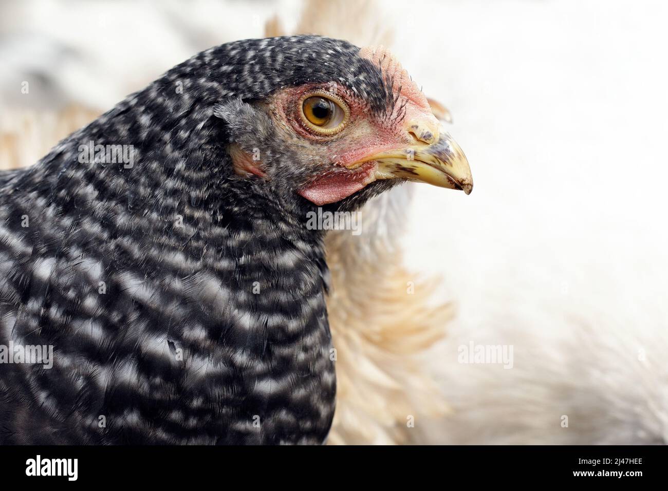 Retrato de pollo negro moteado en una granja durante el verano. Concepto, el cuidado de las aves en la granja tradicional, aves de corral orgánicas y huevos. Foto de stock