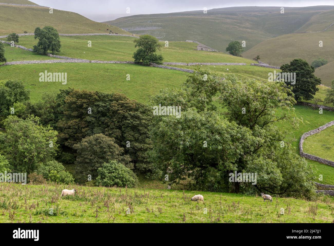 Reino Unido, Inglaterra. Ovejas pastando en una ladera de Yorkshire Dales. Foto de stock