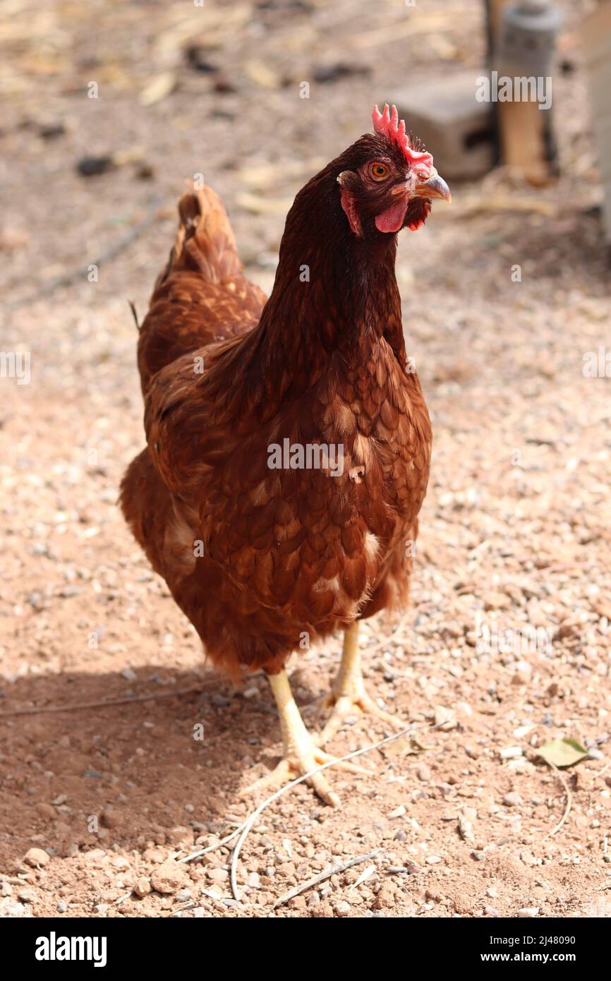 Vista frontal de una mascota de pollo rojo de Rhode Island en una granja familiar en Gilbert, Arizona. Foto de stock