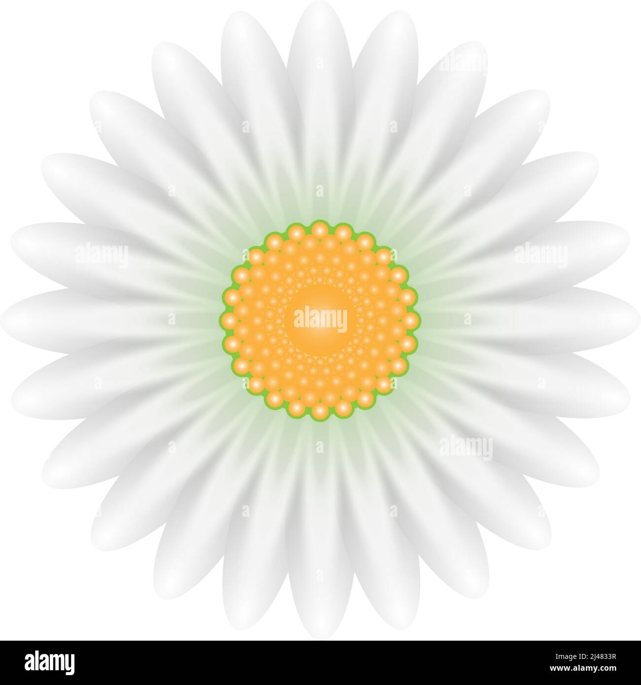 Dibujo de margarita Imagen Vector de stock Alamy