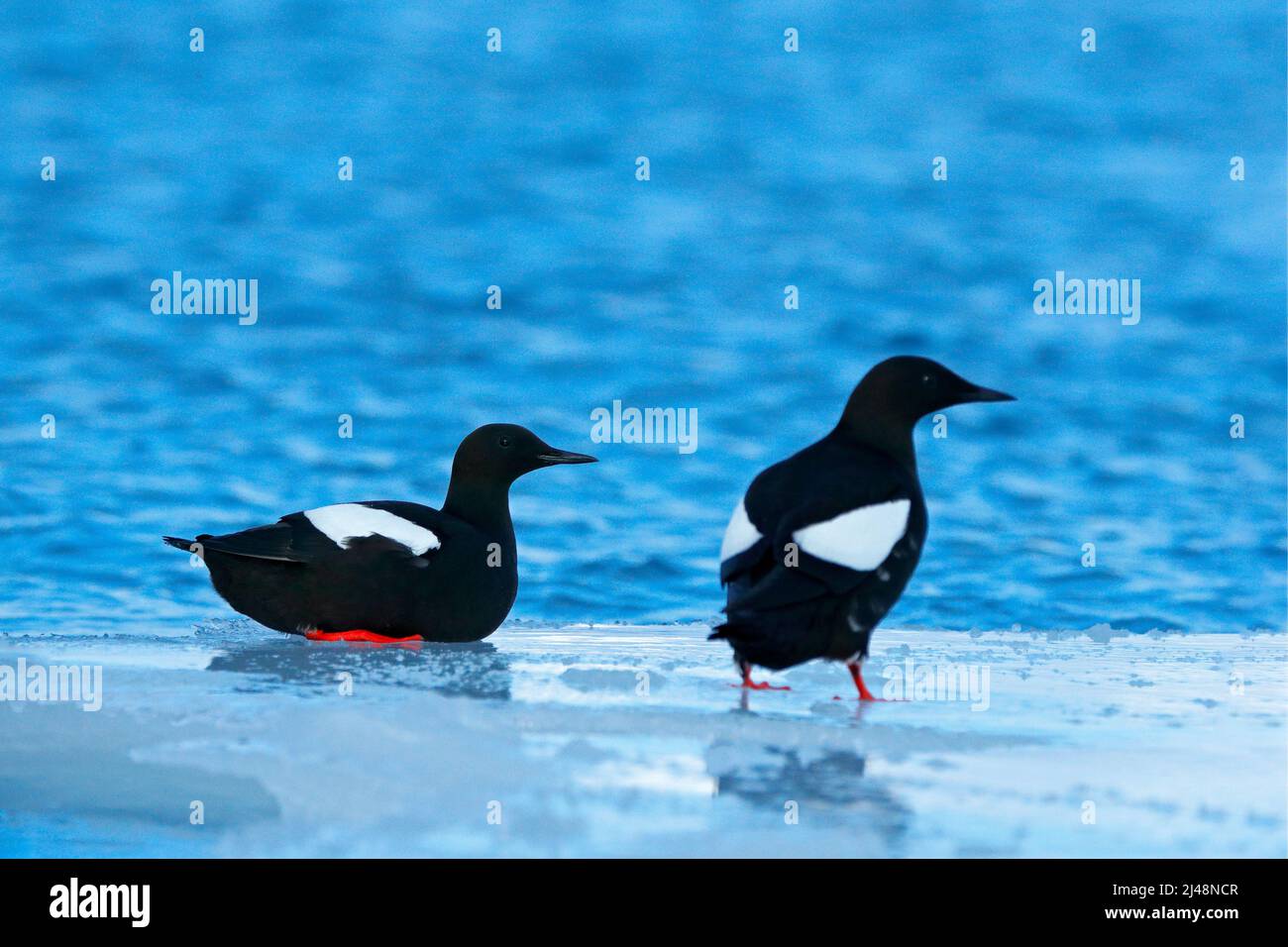 Pájaro Con Patas Rojas Fotografías E Imágenes De Alta Resolución Alamy