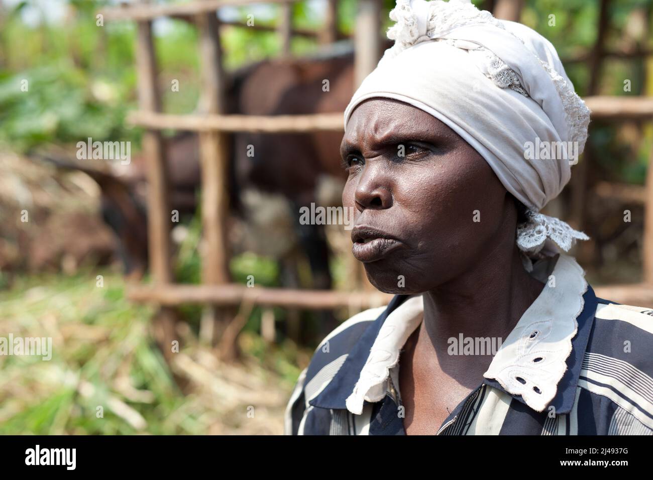 Epiphanie Mukamusoni, de 60 años, viuda con dos hijas mayores y una nieta, el sector de Mbazi, Huye. Epiphanie obtuvo una vaca del programa ARDI. El estiércol de la vaca le ha ayudado a producir una mejor cosecha. La implicación con el programa también ha traído un contacto más cercano con la gente. Fotografía de Mike Goldwater Foto de stock
