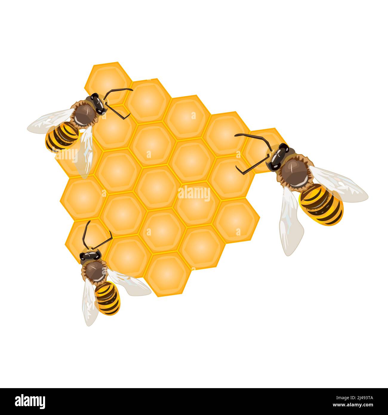 Abeja en panal aislada sobre el fondo blanco. Abejas de trabajo que hacen miel y propóleos Abeja en panal aislada sobre el fondo blanco. Abejas de trabajo que hacen miel y propóleos