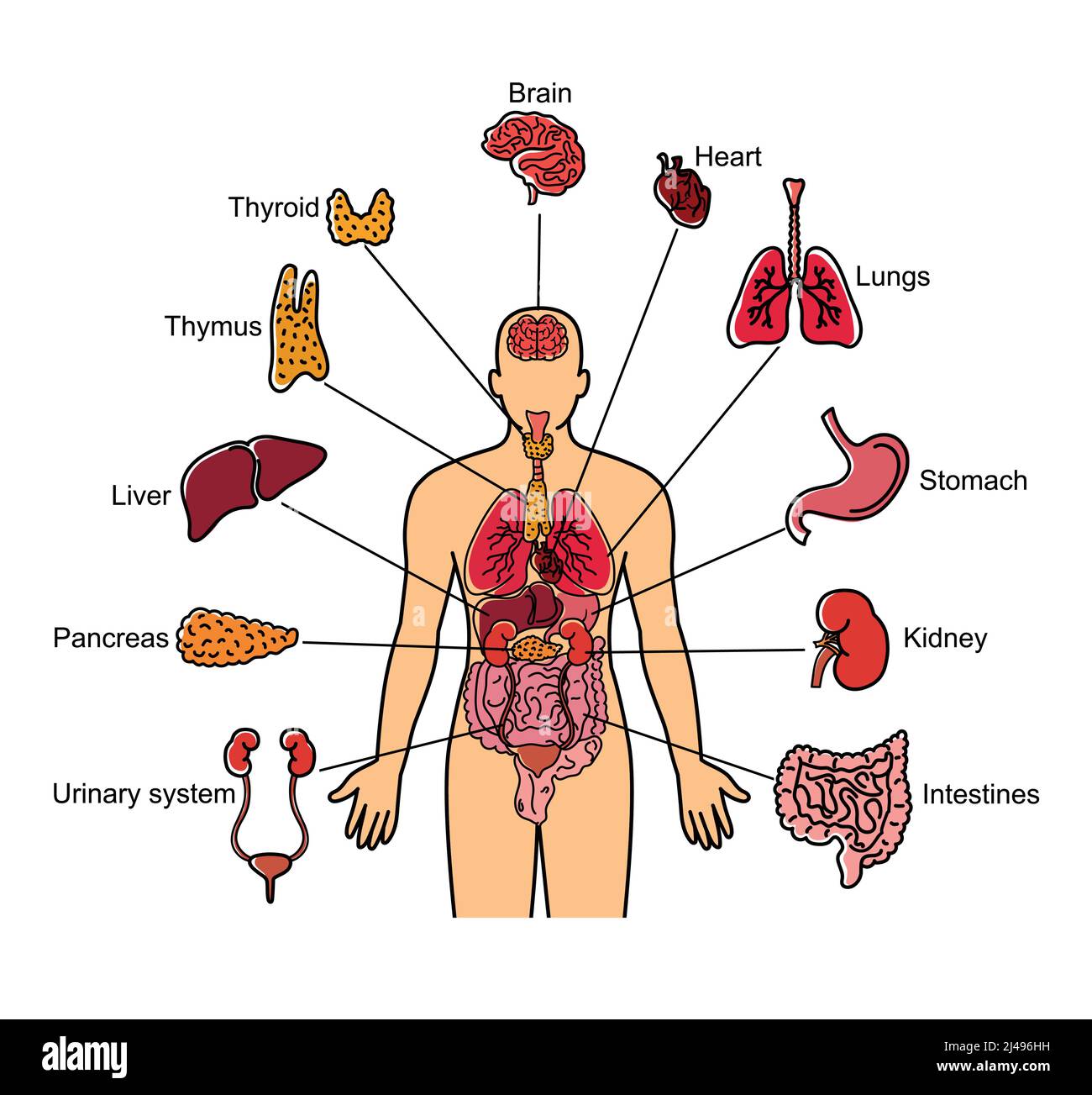 insuficiente Contorno Popa Cuerpo humano y órganos internos ilustración aislada sobre fondo blanco  Imagen Vector de stock - Alamy