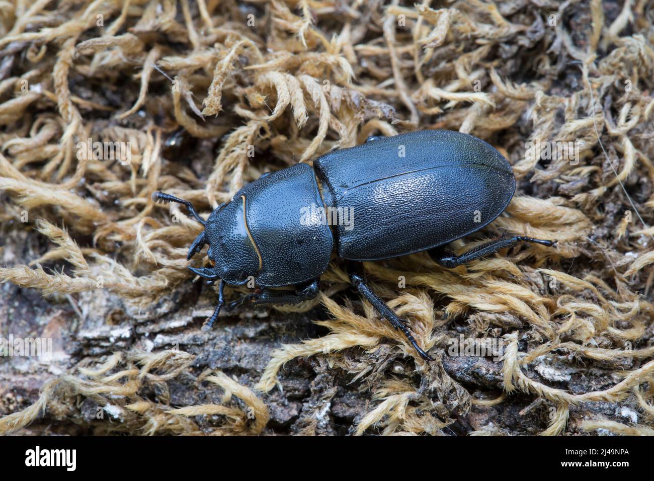 Balkenschroeter, escarabajo menor del ciervo, Dorcus paralelipipedus Foto de stock