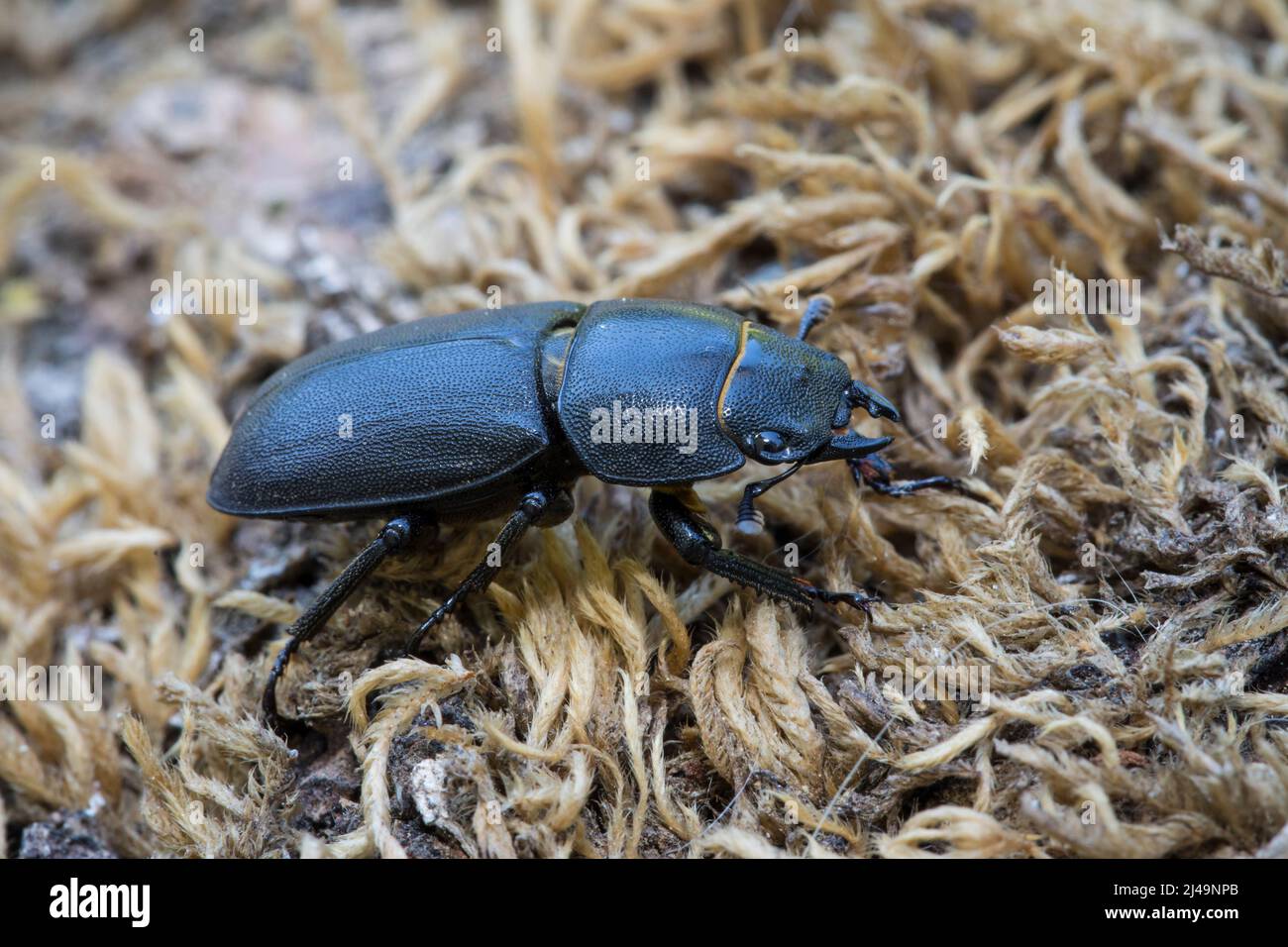 Balkenschroeter, escarabajo menor del ciervo, Dorcus paralelipipedus Foto de stock