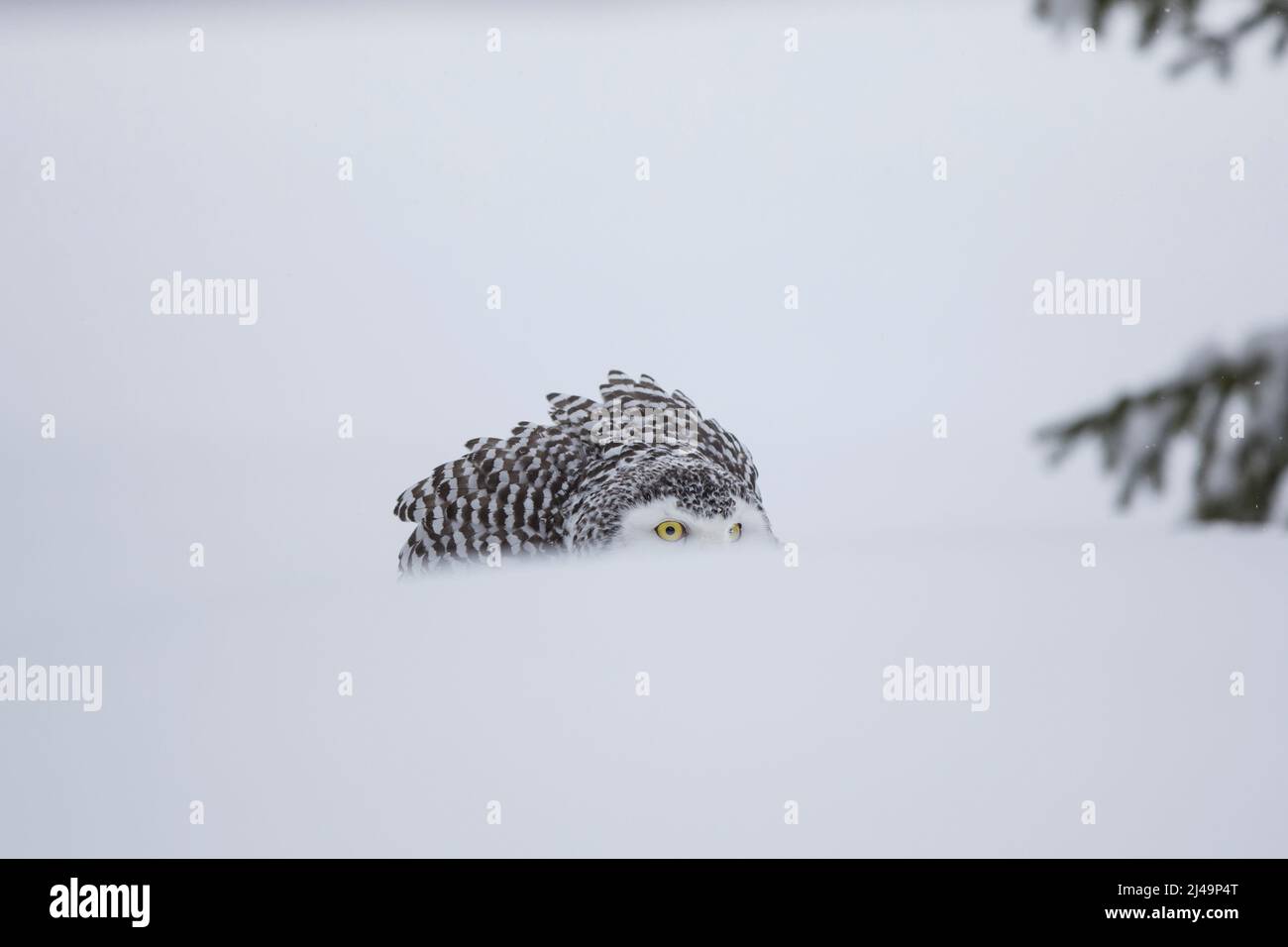 Schnee-Eule, lechuza nevada, Bubo scandiacus Foto de stock