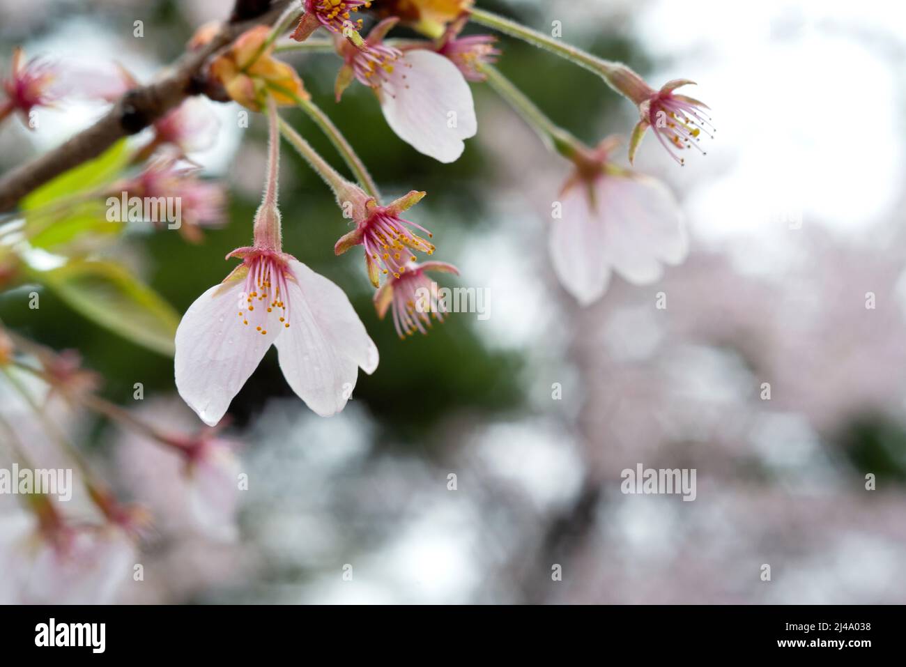 Un pétalo de primer plano de flor de cerezo (sakura) Foto de stock